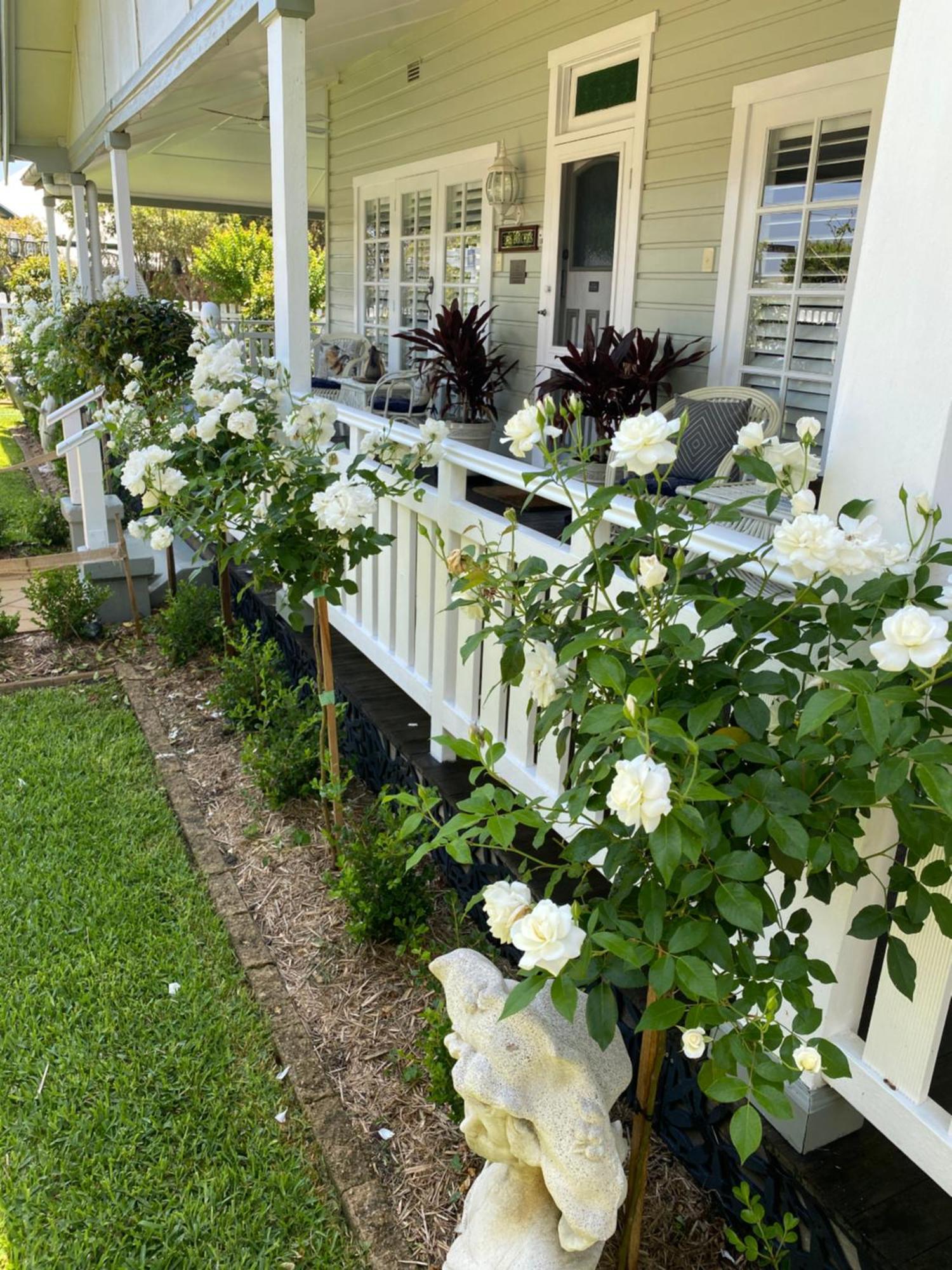 Birches B&B Taree Esterno foto